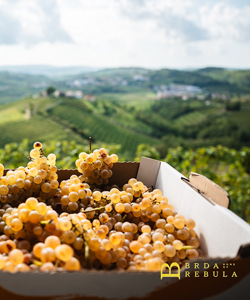 Ferdinand Winery & Erzetič Winery